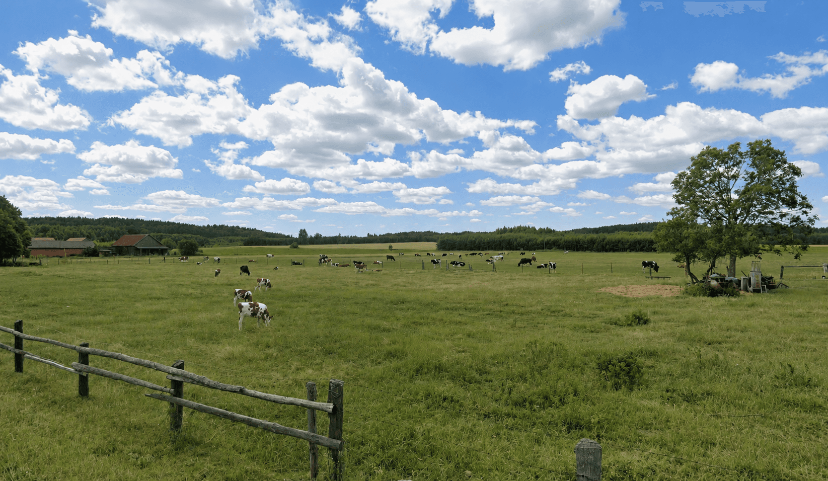 Cows grazing in a green pasture under a cloudy sky